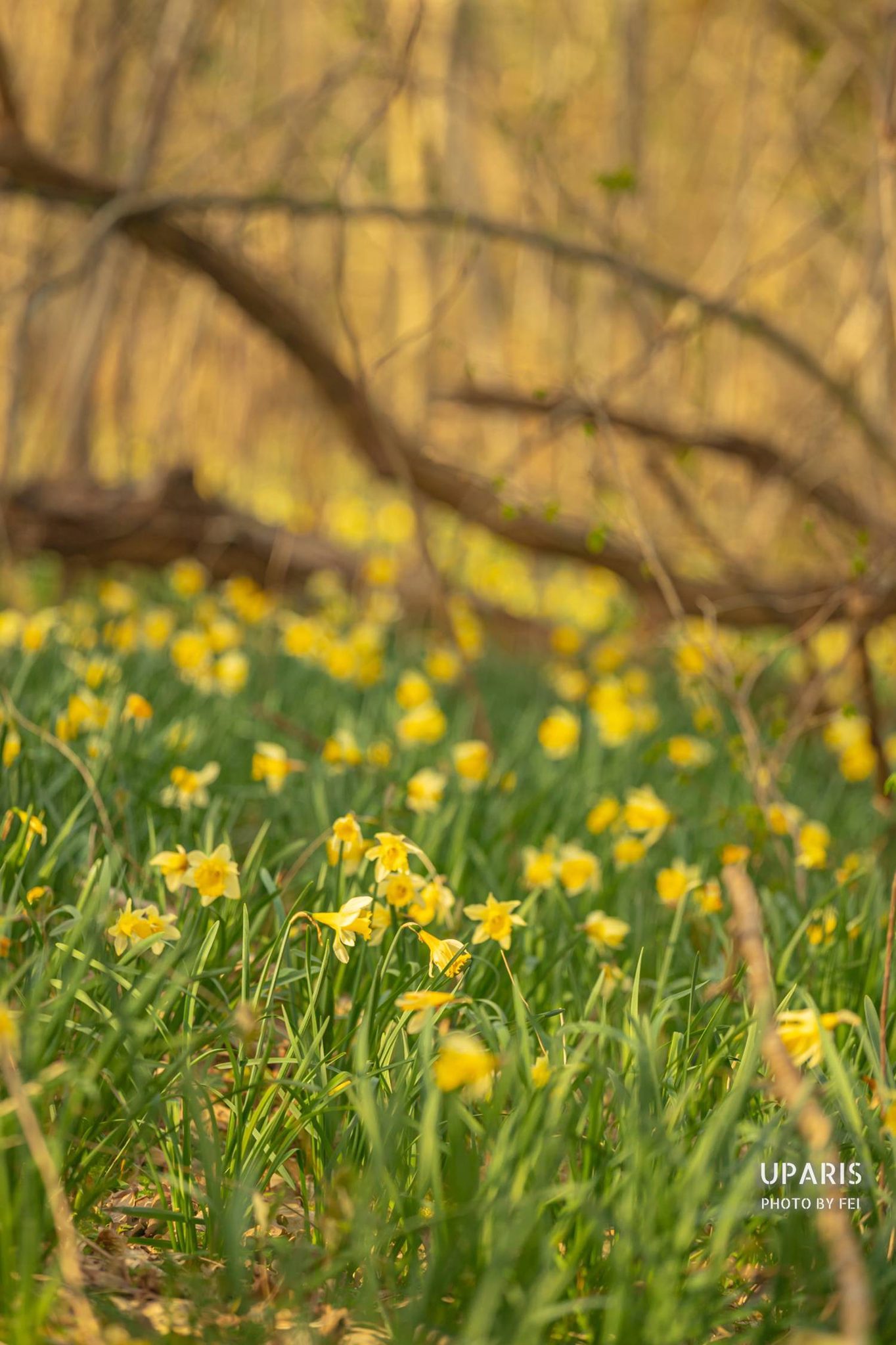Le sentier des jonquilles