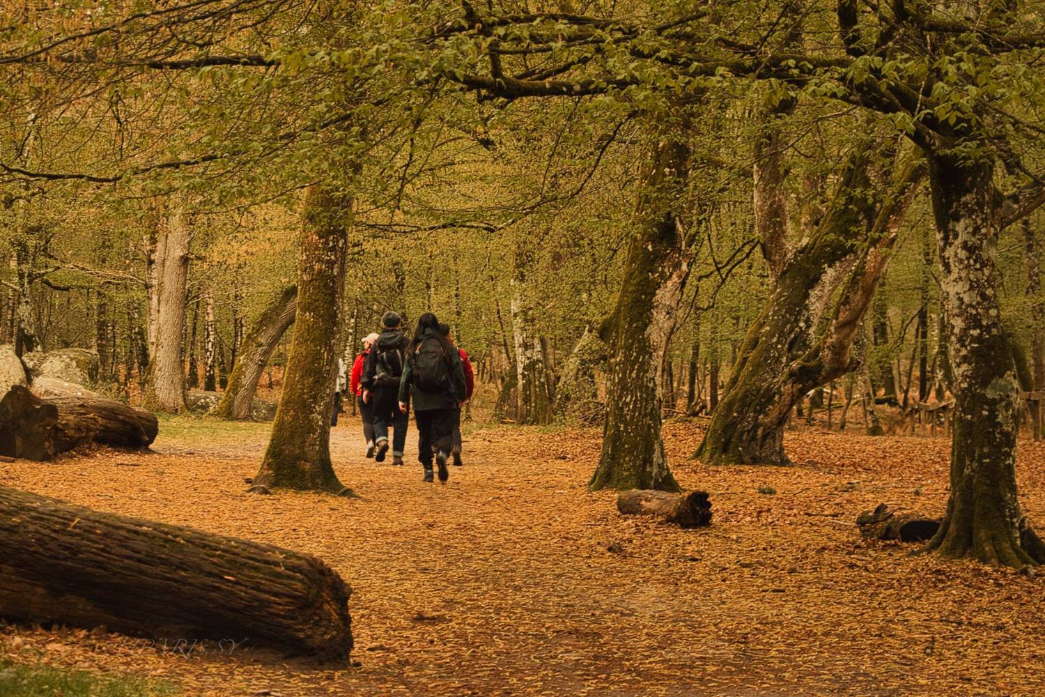 Randonnée à Barbizon